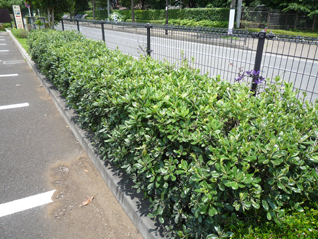 トベラ