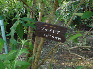 ブッドレア