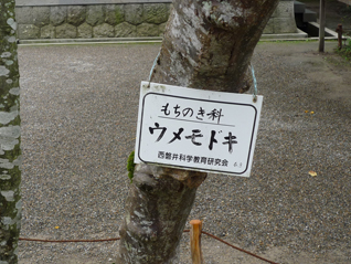 ウメモドキ