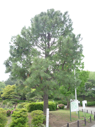 ダイオイウショウ