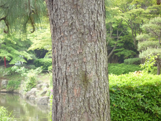 ダイオイウショウ