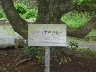 ヒイラギモクセイ