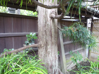 コウヤマキ