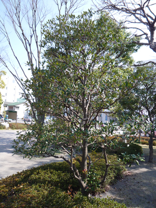 モッコク