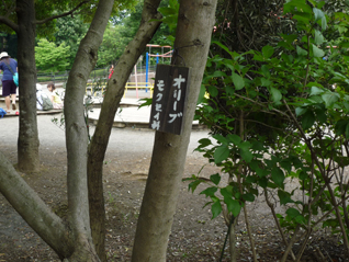 オリーブ