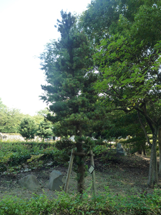 ラカンマキ