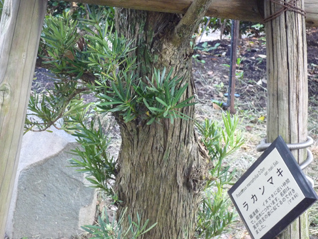 ラカンマキ