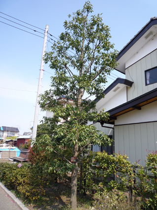 シラカシ