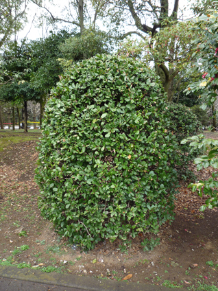 ウバメガシ