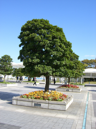 ヤマモモ