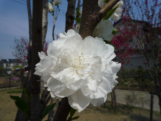 ハナモモ