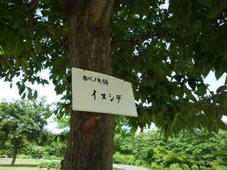 イヌシデ