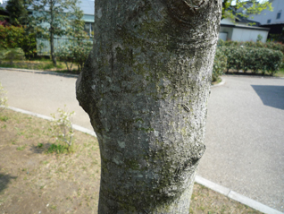 コブシ