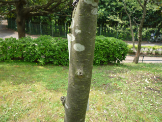 ナナカマド