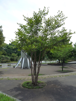ナツツバキ