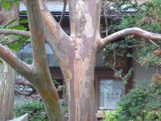 ナツツバキ