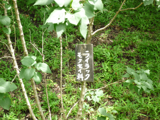 ライラック