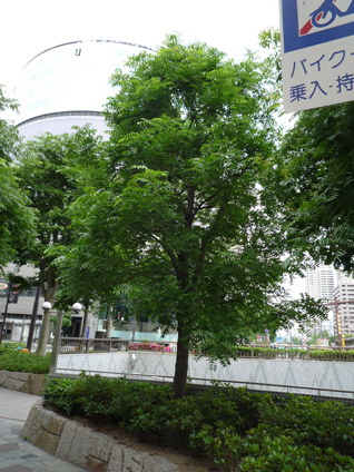 ランシンボク
