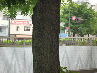 ランシンボク