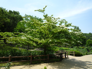 ヤマボウシ