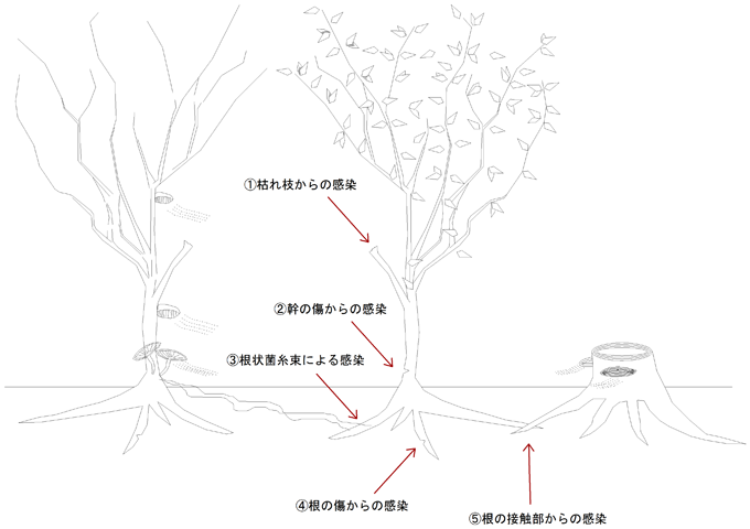 腐朽経路