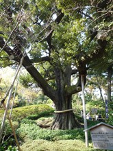 椿山荘