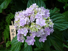 長谷寺