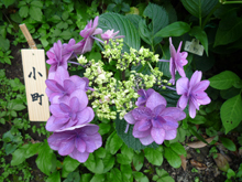 長谷寺