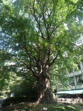 日比谷公園