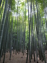 報国寺