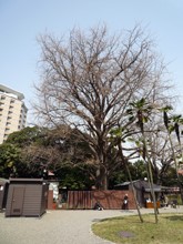 旧岩崎邸庭園