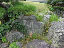 清澄庭園