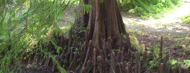小石川植物園