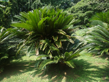 小石川植物園