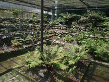 小石川植物園