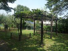 小石川植物園
