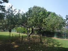 小石川植物園