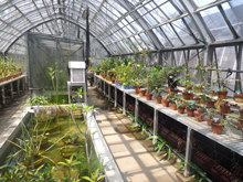 小石川植物園
