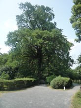 小石川植物園