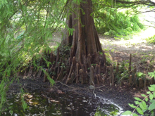 小石川植物園