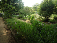 小石川植物園