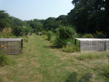 小石川植物園