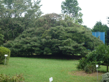 小石川植物園
