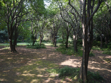 小石川植物園