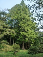 小石川植物園