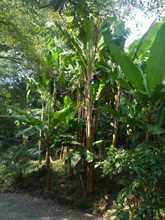 小石川植物園
