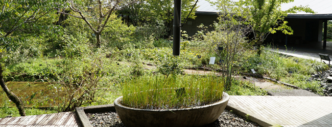 牧野植物園