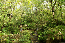 牧野植物園