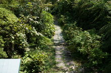 牧野植物園