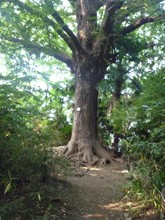 占春園